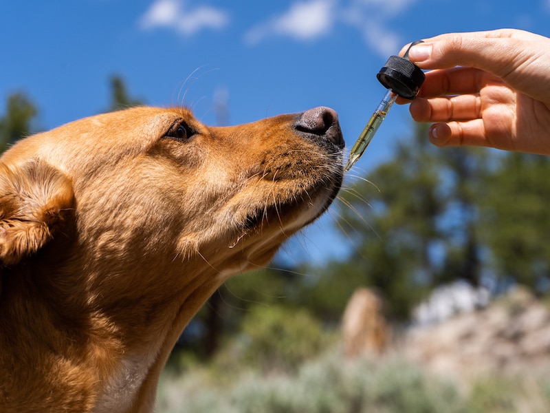 CBD Oil for Dogs